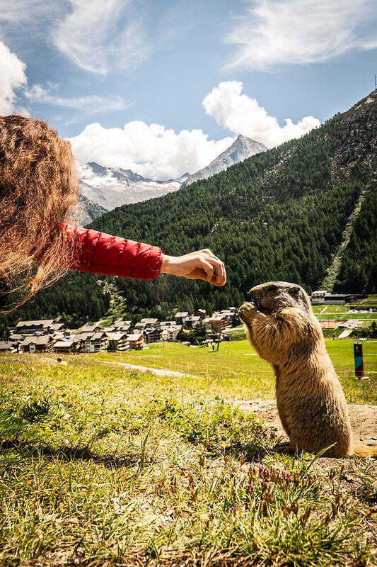 Eine Person füttert ein Murmeltier in Saas-Fee